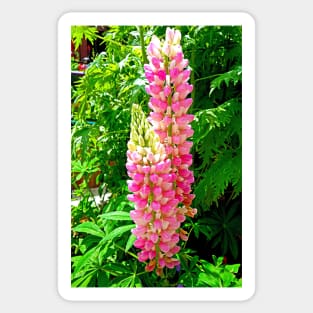 Lupine Pretty in Pink Sticker